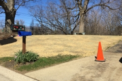 Lawn Restoration Seeding