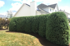 Hedge Maintenance