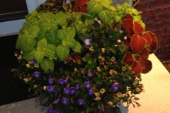 Potted Arrangement 7