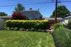 Privacy Screening Hedge