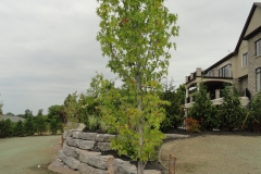 Rock Wall
