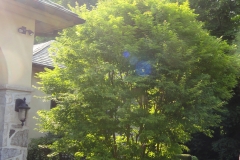 Side Yard Tree