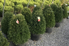 Boxwood