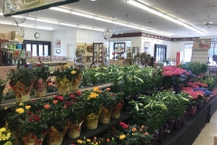 Spring Flowers