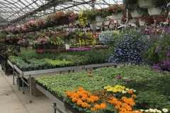 Annuals