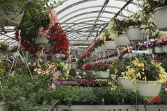 Greenhouse 2
