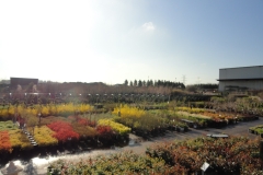 Plant Material