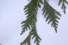 Evergreens