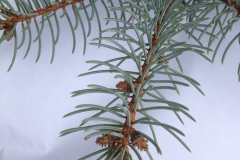 Evergreen Pine Needles
