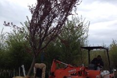 Loading Trees