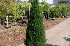 Juniper