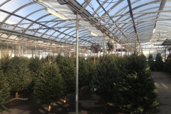 Christmas Trees