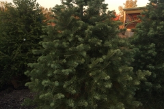 Evergreen Tree