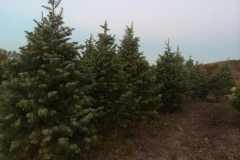 Row of Evergreens