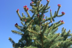 Pine