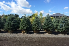 Colorado Blue Spruce