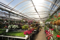 Green House 1